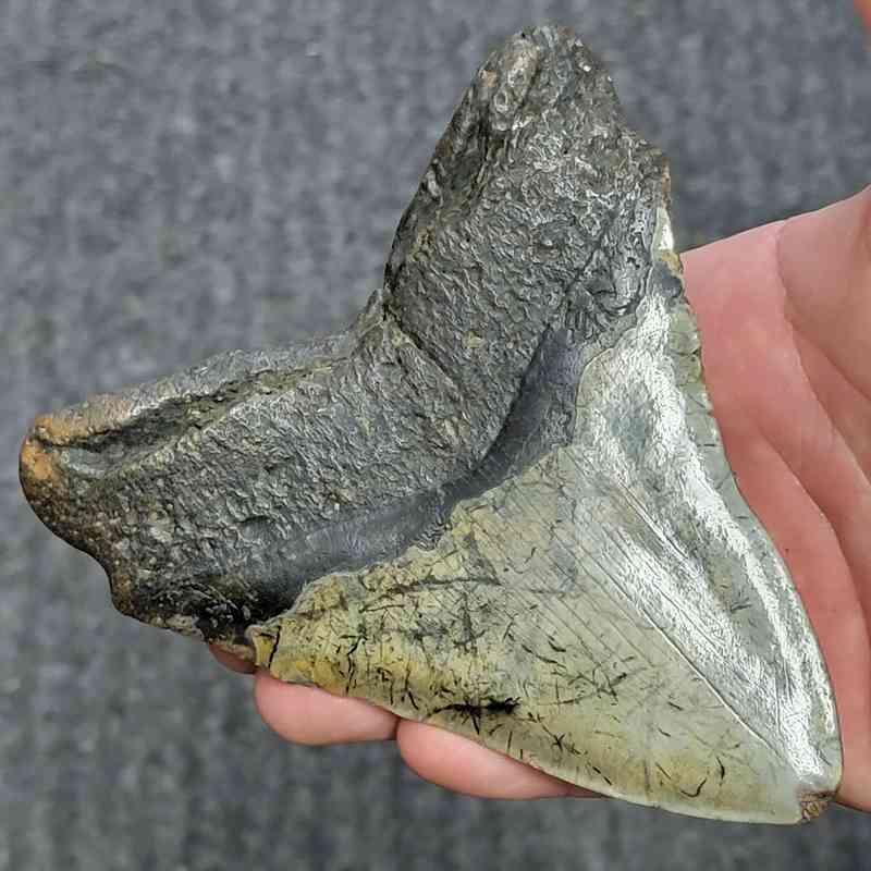 Fossil Megalodon Shark Tooth - STCOM5-3 - Image 3