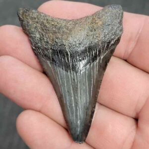 Fossil Megalodon Shark Tooth - STMEG2.5-1