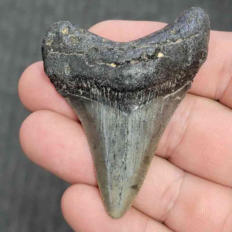 Fossil Megalodon Shark Tooth - STMEG2.5-2
