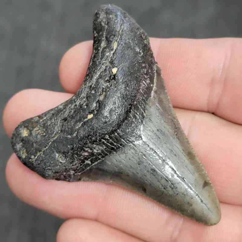 Fossil Megalodon Shark Tooth - STMEG2.5-2 - Image 2