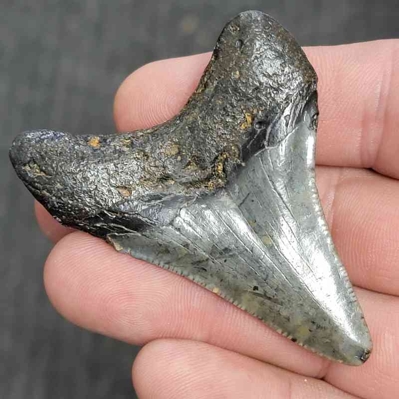 Fossil Megalodon Shark Tooth - STMEG2.5-2 - Image 3