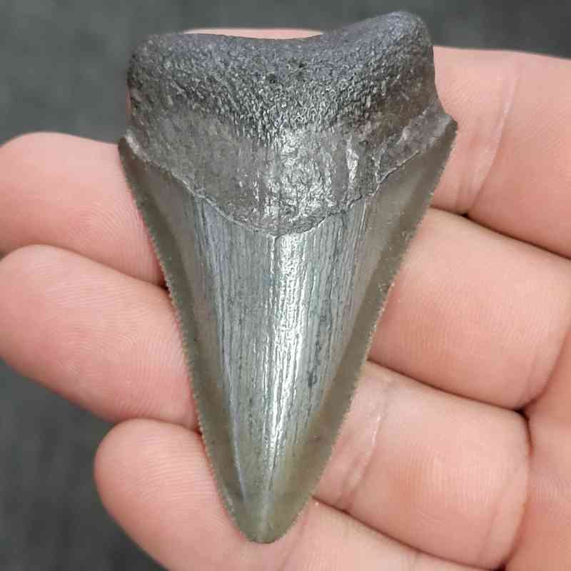 Fossil Megalodon Shark Tooth - STMEG2.5-3