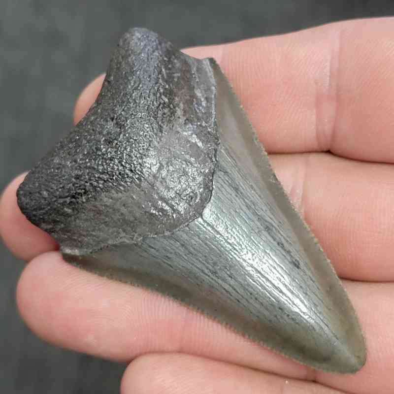 Fossil Megalodon Shark Tooth - STMEG2.5-3 - Image 2