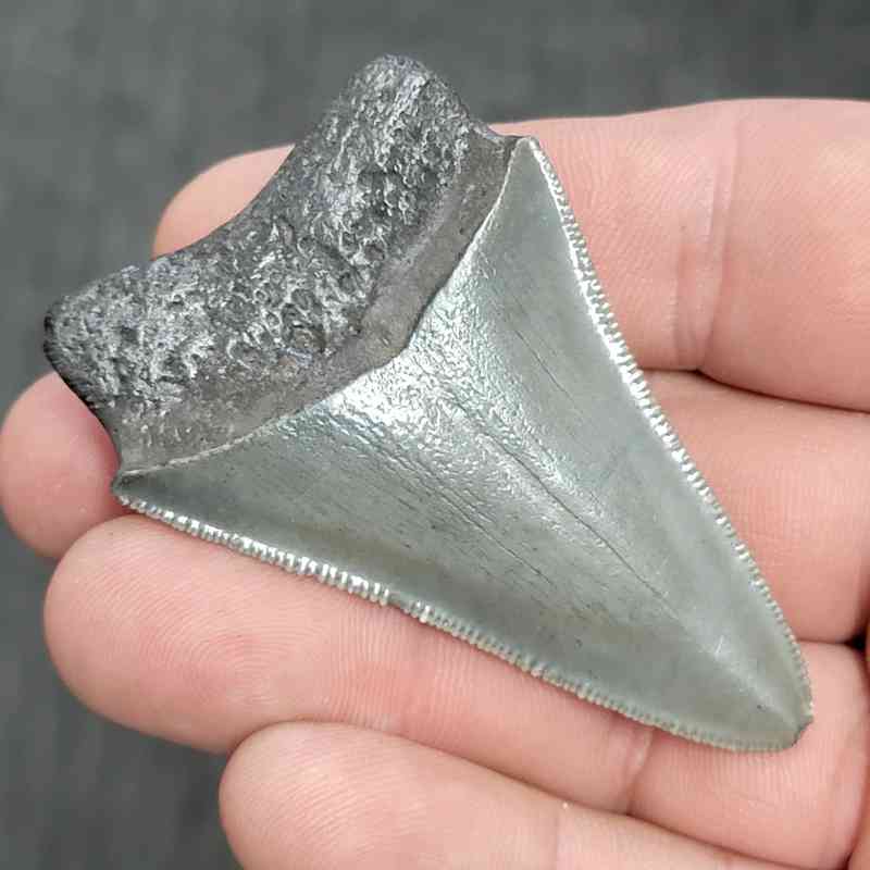 Fossil Megalodon Shark Tooth - STMEG2.5-3 - Image 3