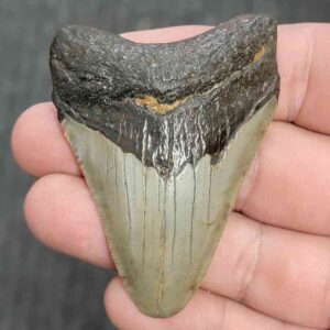 Fossil Megalodon Shark Tooth - STMEG2.5-5