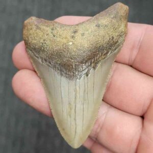 Fossil Megalodon Shark Tooth - STMEG2.5-6
