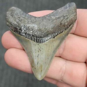 Fossil Megalodon Shark Tooth - STMEG2.5-7