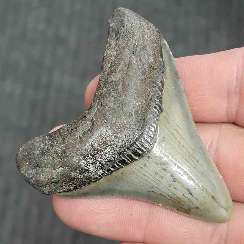 Fossil Megalodon Shark Tooth - STMEG2.5-7 - Image 2