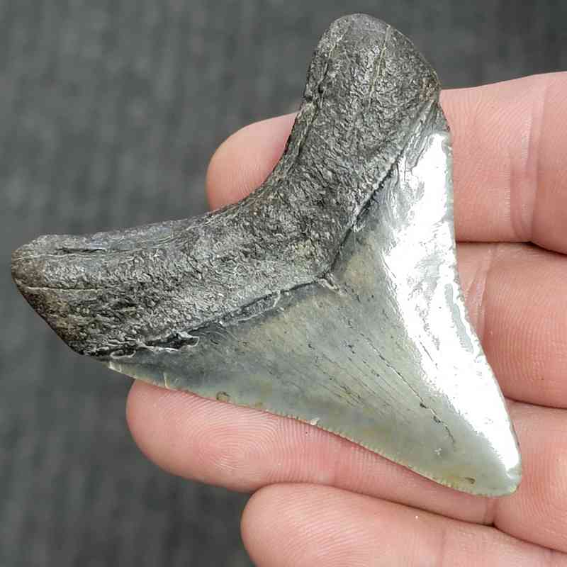 Fossil Megalodon Shark Tooth - STMEG2.5-7 - Image 3