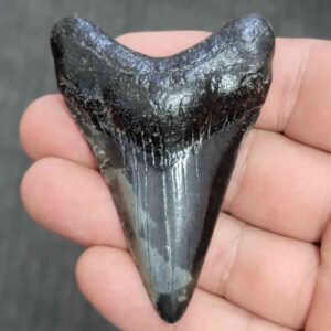 Fossil Megalodon Shark Tooth - STMEG2.5-9