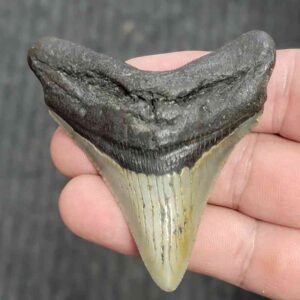 Fossil Megalodon Shark Tooth - STMEG2.5-11