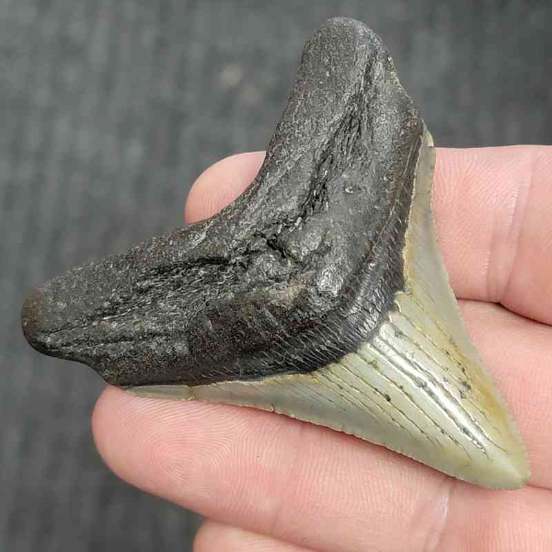 Fossil Megalodon Shark Tooth - STMEG2.5-11 - Image 2