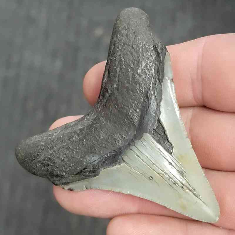 Fossil Megalodon Shark Tooth - STMEG2.5-11 - Image 3