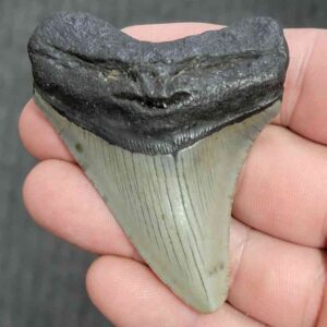 Fossil Megalodon Shark Tooth - STMEG2.5-13