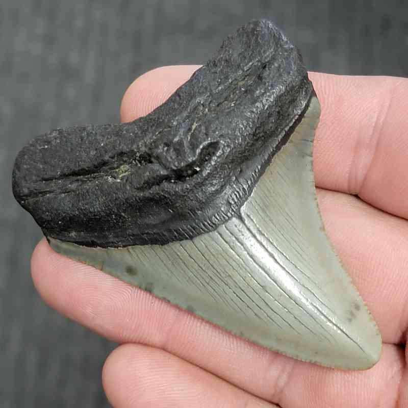 Fossil Megalodon Shark Tooth - STMEG2.5-13 - Image 2