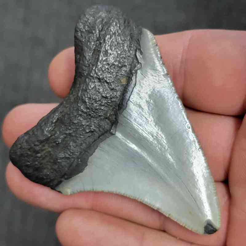 Fossil Megalodon Shark Tooth - STMEG2.5-13 - Image 3