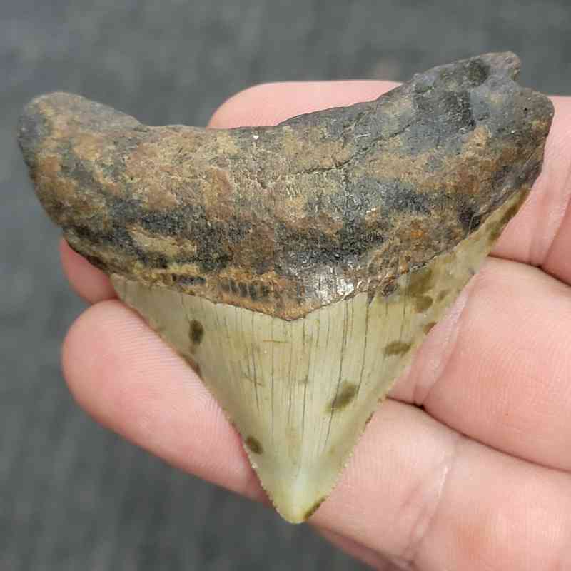 Fossil Megalodon Shark Tooth - STMEG2.5-16