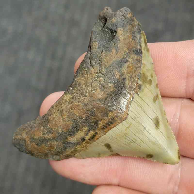 Fossil Megalodon Shark Tooth - STMEG2.5-16 - Image 2