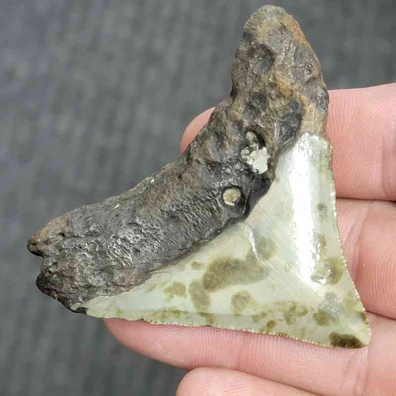 Fossil Megalodon Shark Tooth - STMEG2.5-16 - Image 3