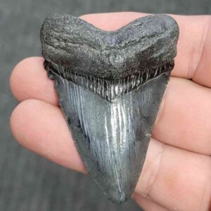 Fossil Megalodon Shark Tooth - STMEG2.5-27
