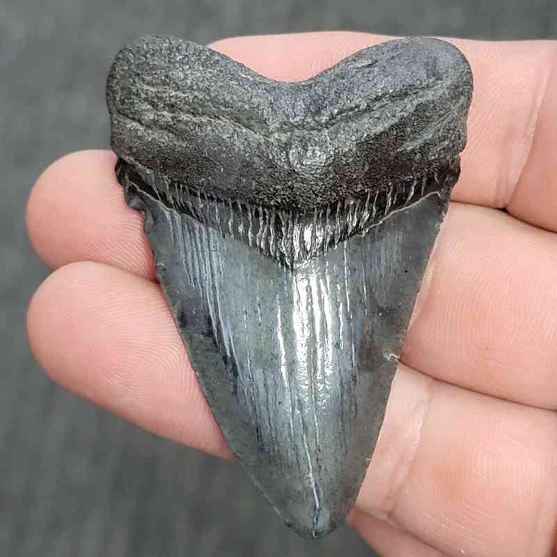 Fossil Megalodon Shark Tooth - STMEG2.5-27