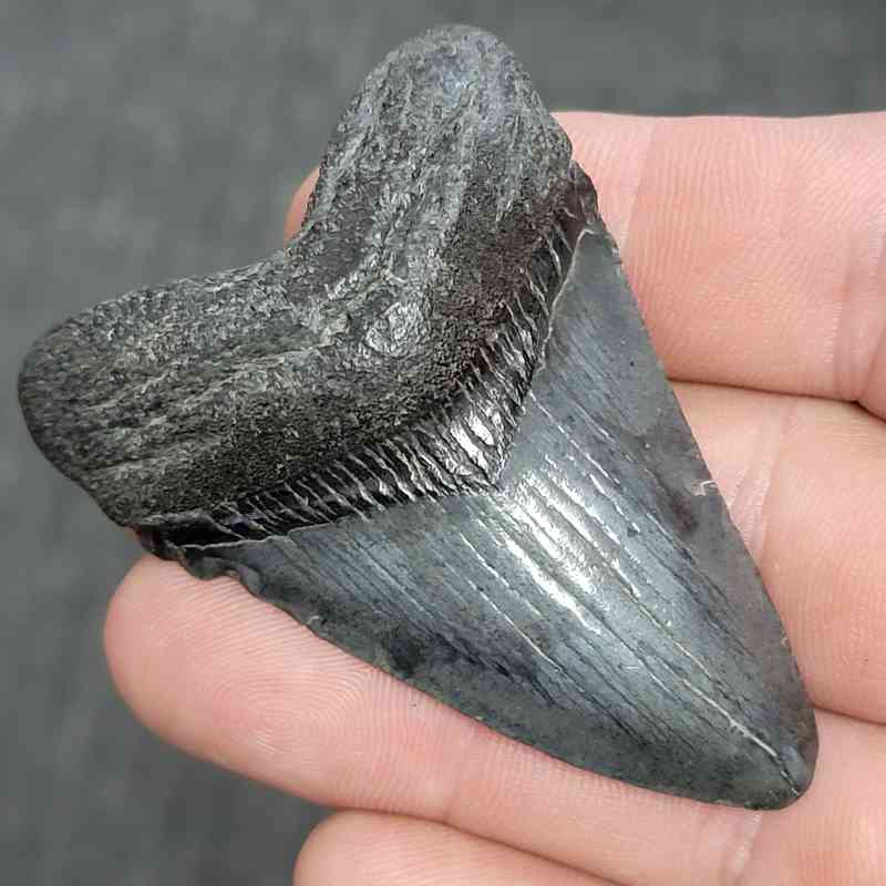 Fossil Megalodon Shark Tooth - STMEG2.5-27 - Image 2