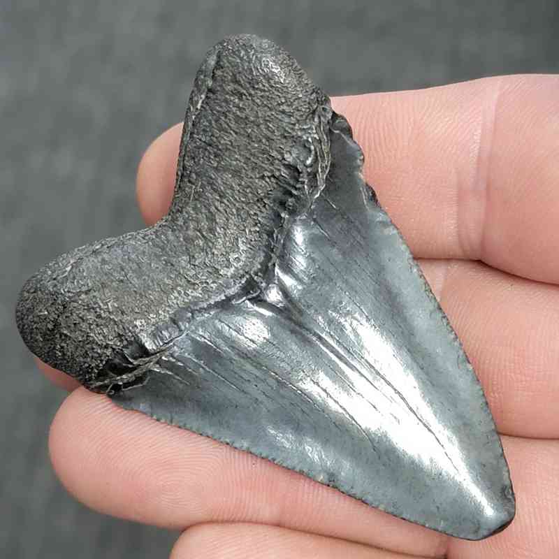 Fossil Megalodon Shark Tooth - STMEG2.5-27 - Image 3