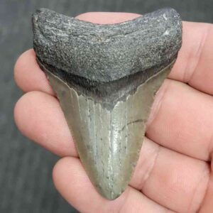 Fossil Megalodon Shark Tooth - STMEG2.5-42