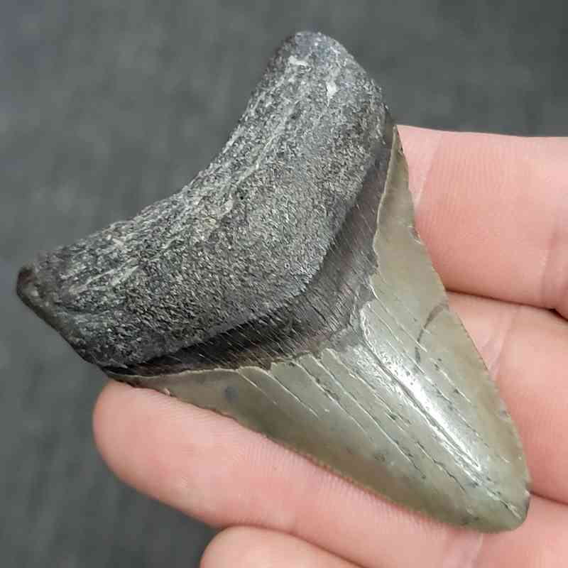 Fossil Megalodon Shark Tooth - STMEG2.5-42 - Image 2