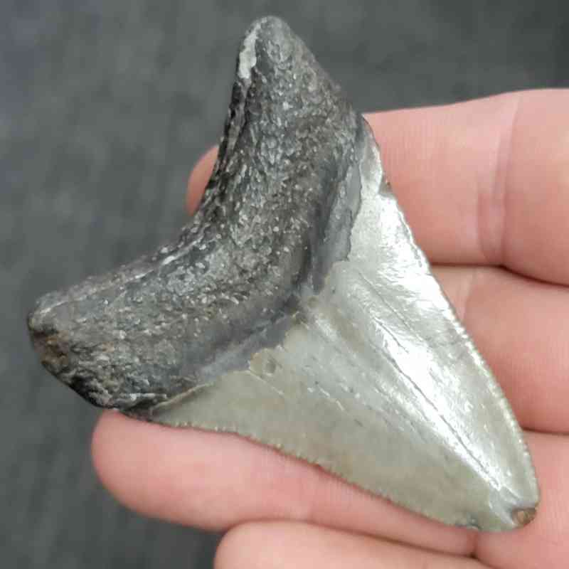 Fossil Megalodon Shark Tooth - STMEG2.5-42 - Image 3