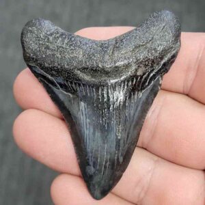 Fossil Megalodon Shark Tooth - STMEG2.5-45