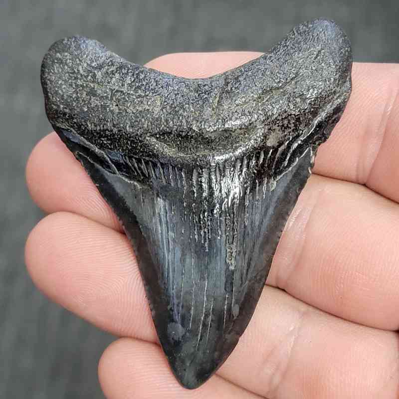 Fossil Megalodon Shark Tooth - STMEG2.5-45