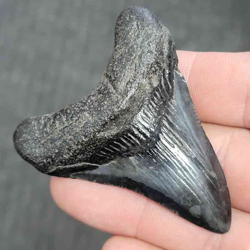 Fossil Megalodon Shark Tooth - STMEG2.5-45 - Image 2