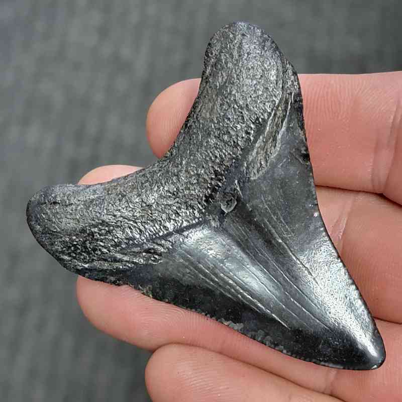 Fossil Megalodon Shark Tooth - STMEG2.5-45 - Image 3