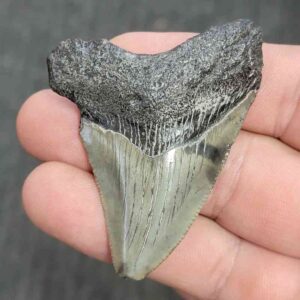 Fossil Megalodon Shark Tooth - STMEG2.5-47