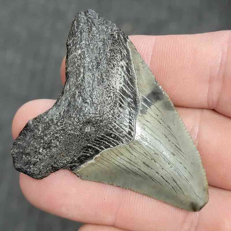 Fossil Megalodon Shark Tooth - STMEG2.5-47 - Image 2