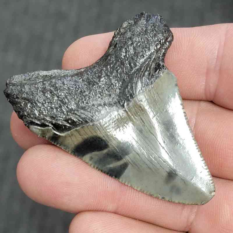 Fossil Megalodon Shark Tooth - STMEG2.5-47 - Image 3