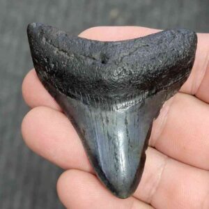 Fossil Megalodon Shark Tooth - STMEG2.5-51