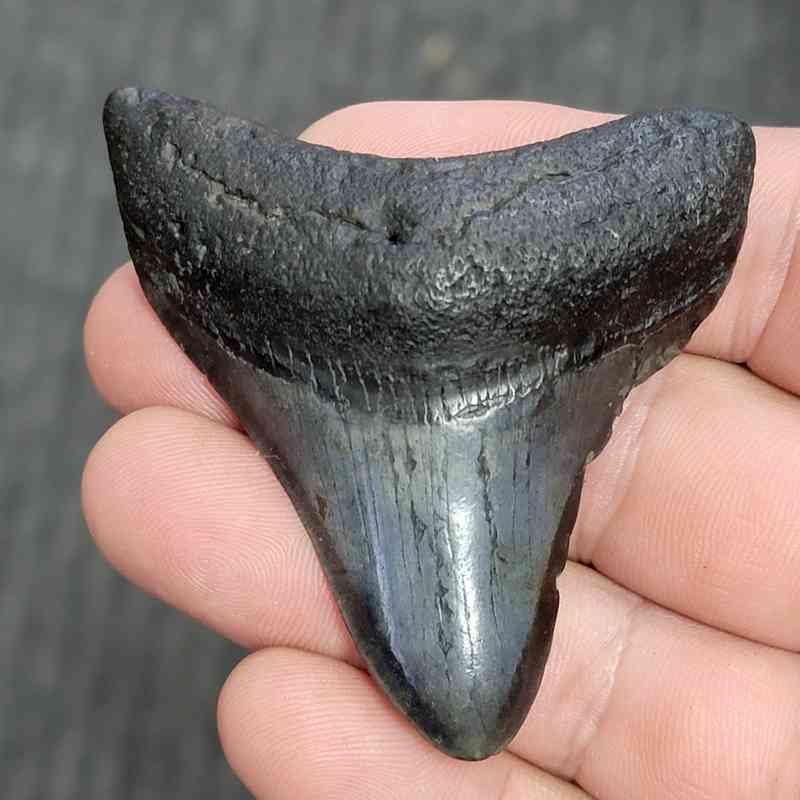 Fossil Megalodon Shark Tooth - STMEG2.5-51