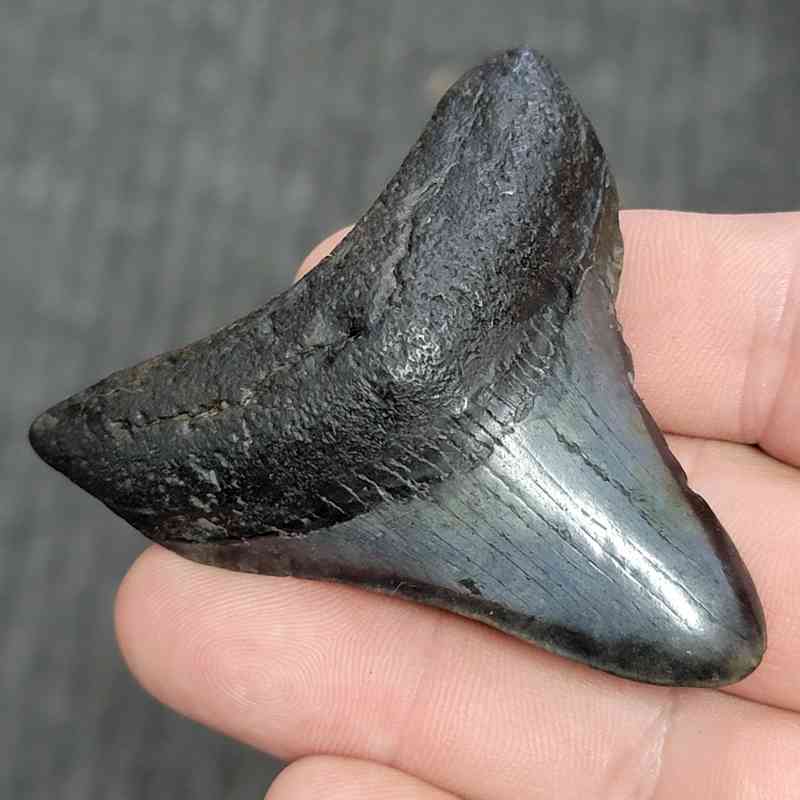 Fossil Megalodon Shark Tooth - STMEG2.5-51 - Image 2