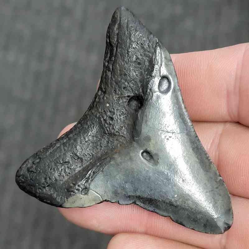 Fossil Megalodon Shark Tooth - STMEG2.5-51 - Image 3
