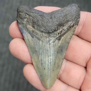Fossil Megalodon Shark Tooth - STMEG2.5-52