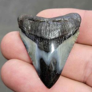 Fossil Polished Megalodon Shark Tooth - STPOL1-10