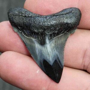 Fossil Polished Megalodon Shark Tooth - STPOL1-11