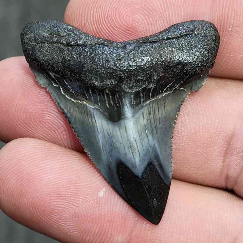 Fossil Polished Megalodon Shark Tooth - STPOL1-11