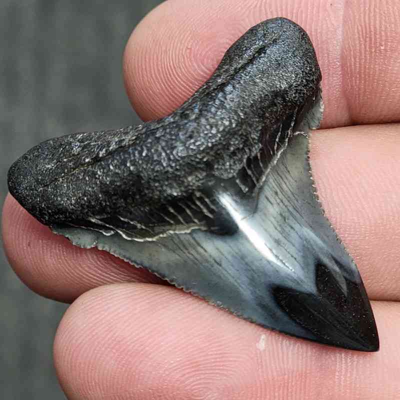 Fossil Polished Megalodon Shark Tooth - STPOL1-11 - Image 2