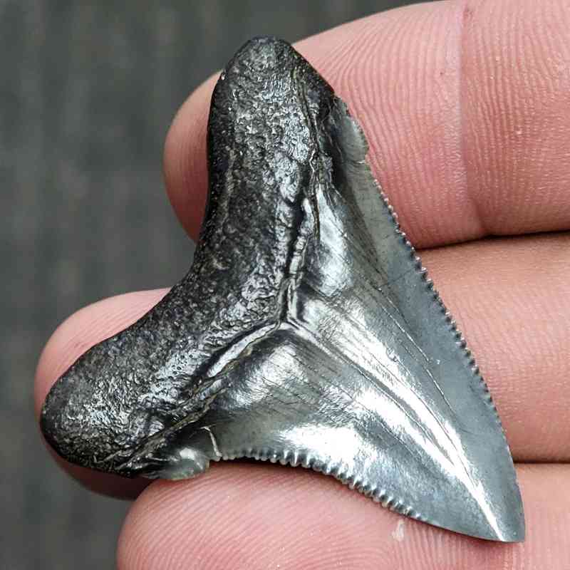 Fossil Polished Megalodon Shark Tooth - STPOL1-11 - Image 3