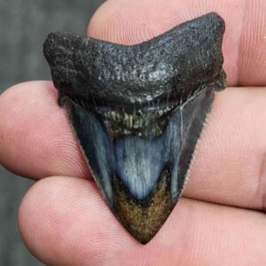 Fossil Polished Megalodon Shark Tooth - STPOL1-13