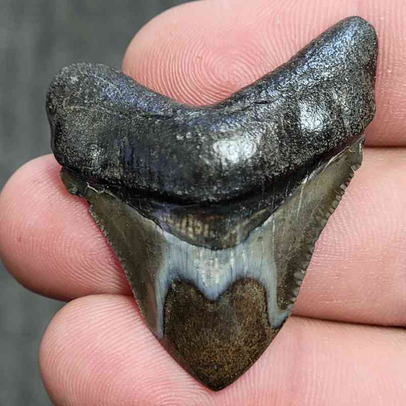 Fossil Polished Megalodon Shark Tooth - STPOL1-14