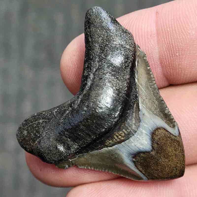 Fossil Polished Megalodon Shark Tooth - STPOL1-14 - Image 2